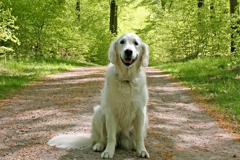 Golden retriever