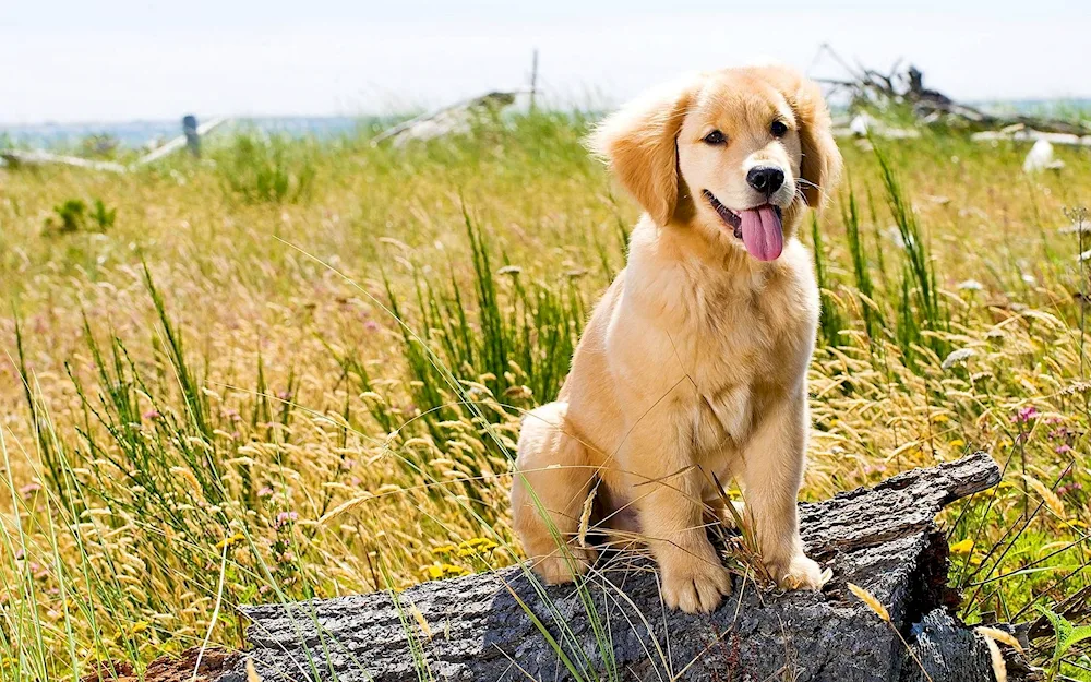 Labrador retriever golden