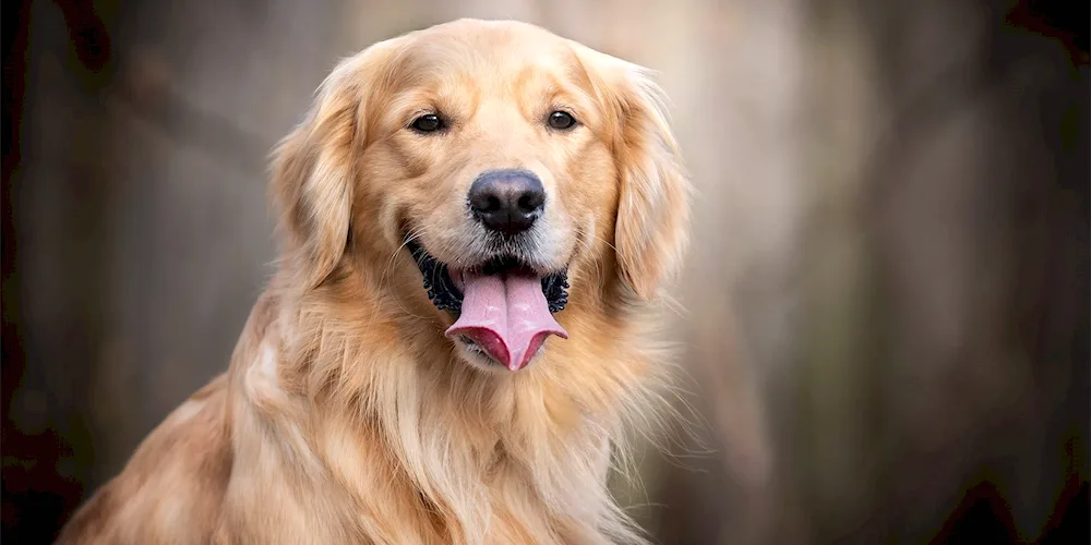 Golden retriever