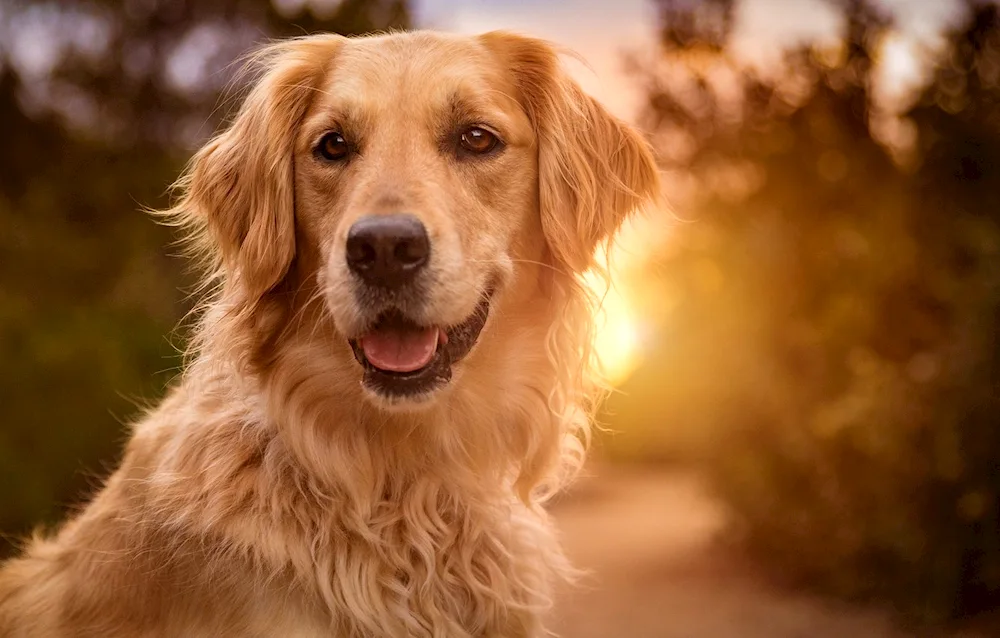 Golden retriever