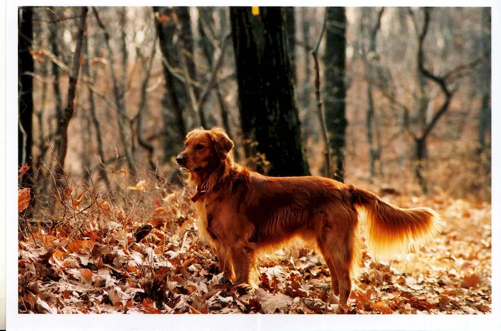 Irish red and white setter