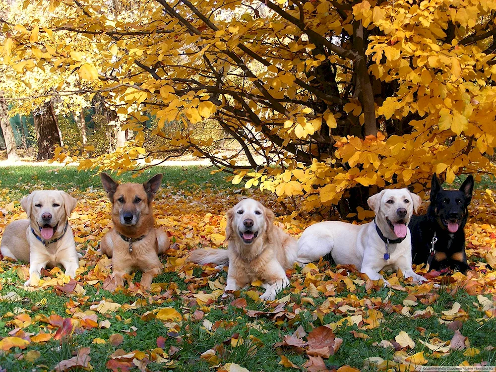 Golden retriever and German Shepherd