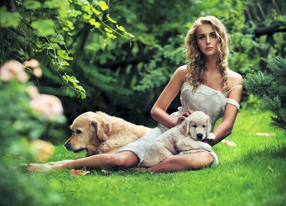 Golden Retriever and Samoyed