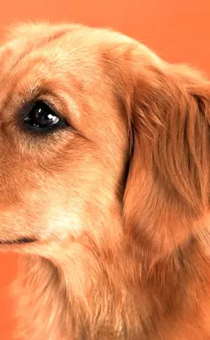 Golden retriever orange