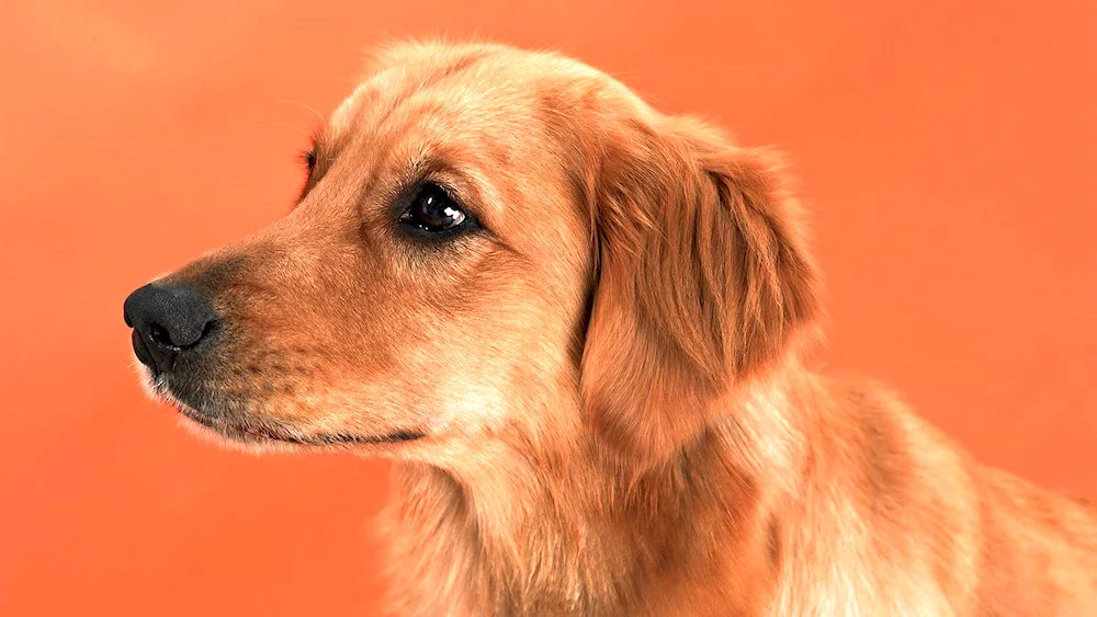 Golden retriever orange