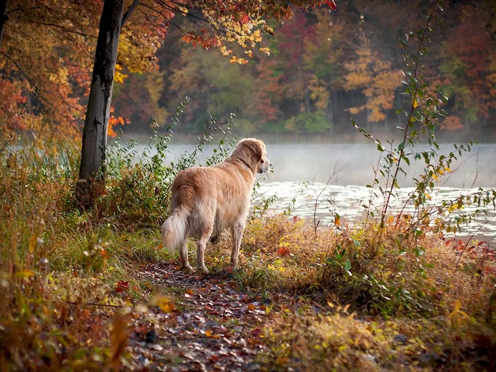 Tibetan Terrier