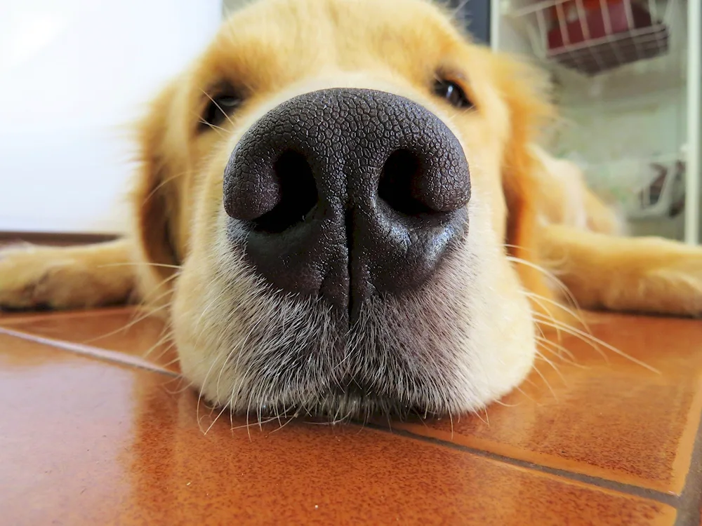 Happy retriever puppy