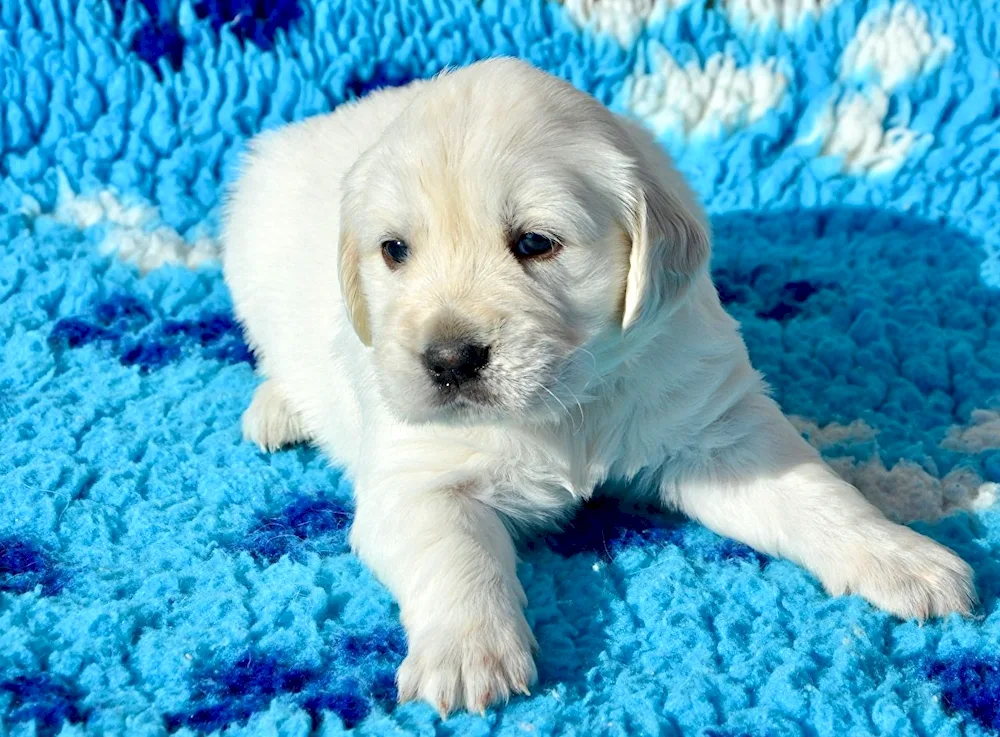 Golden retriever puppy