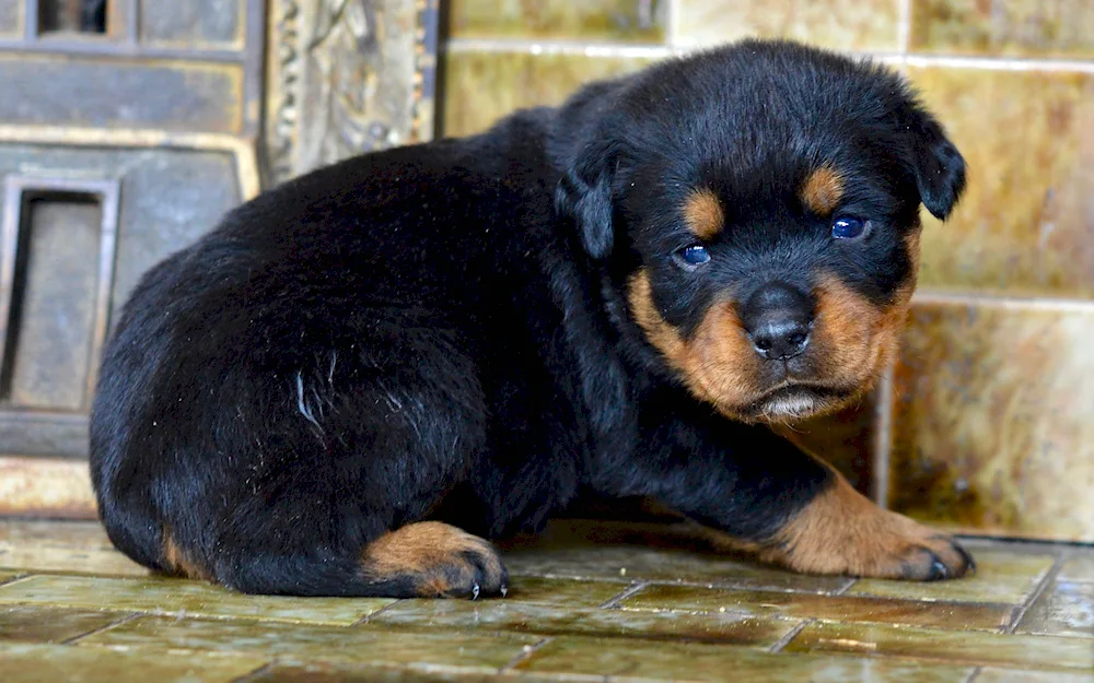 Golden Rottweiler