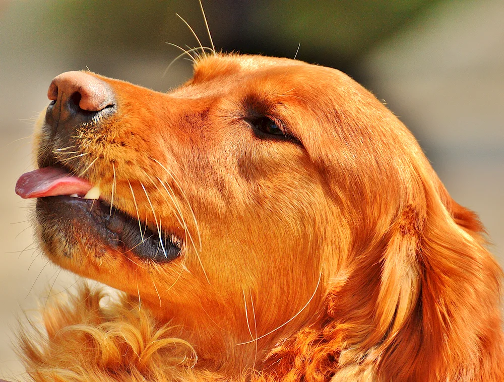 Golden Setter