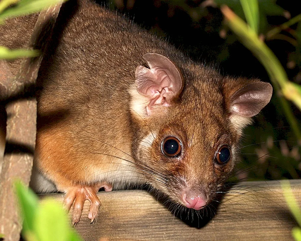 The Tasmanian Possum