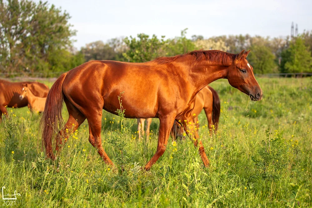 Don stallion Tungus