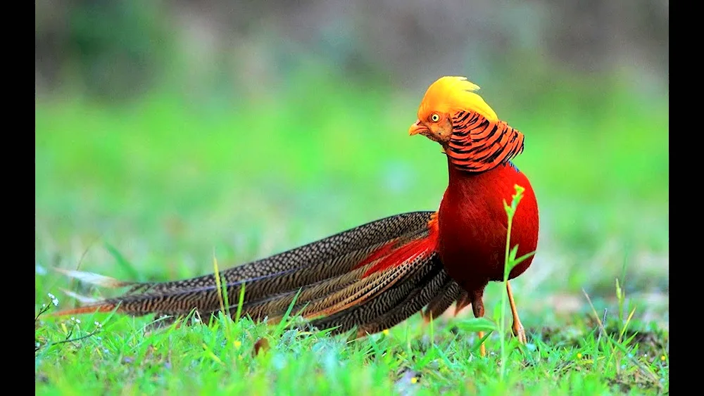 Golden-headed Pheasant