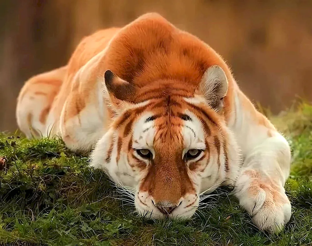 Golden Bengal tiger