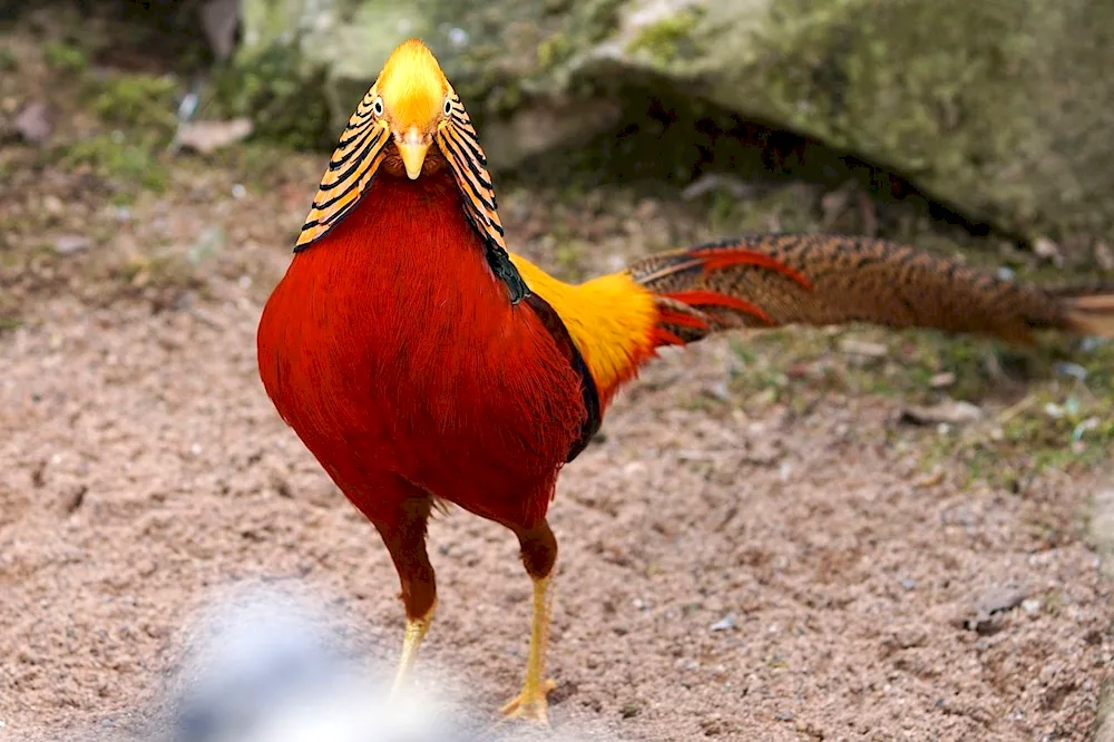 White-eared pheasant