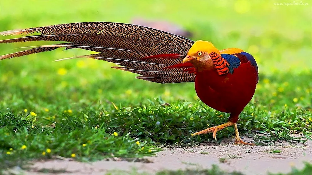 Golden Pheasant bird