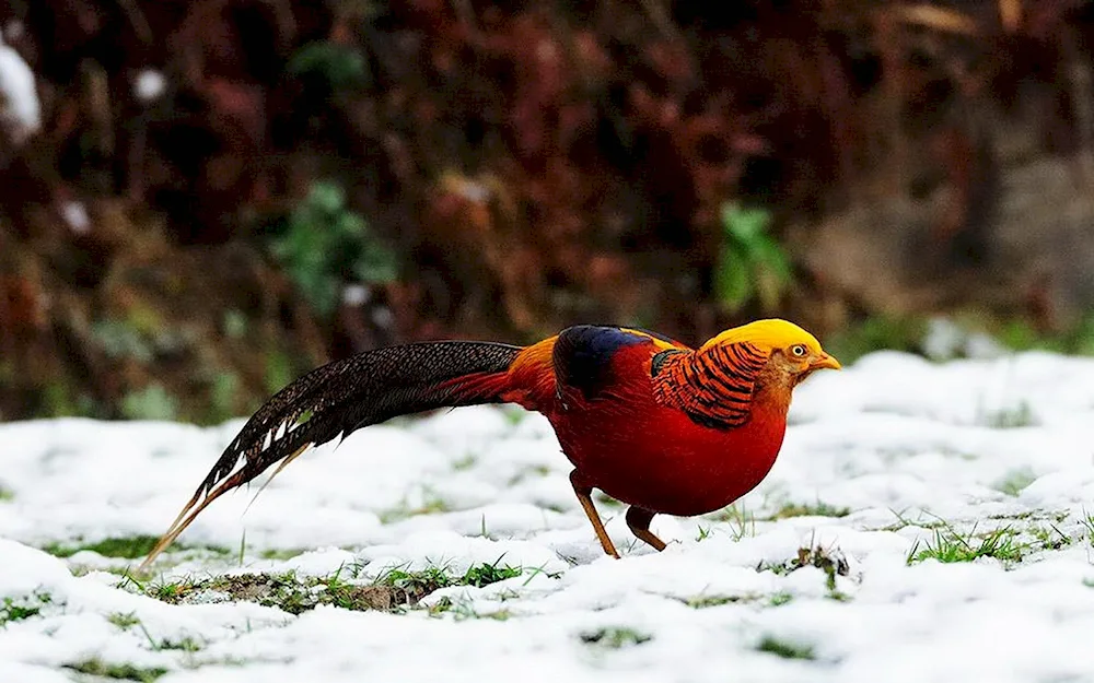 Golden Pheasant female