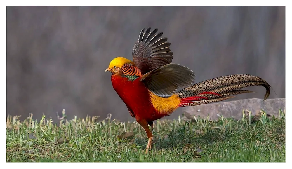 Golden pheasant female