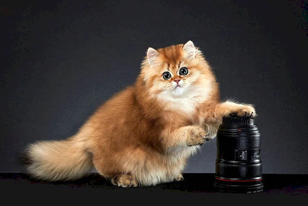 British longhair cat red