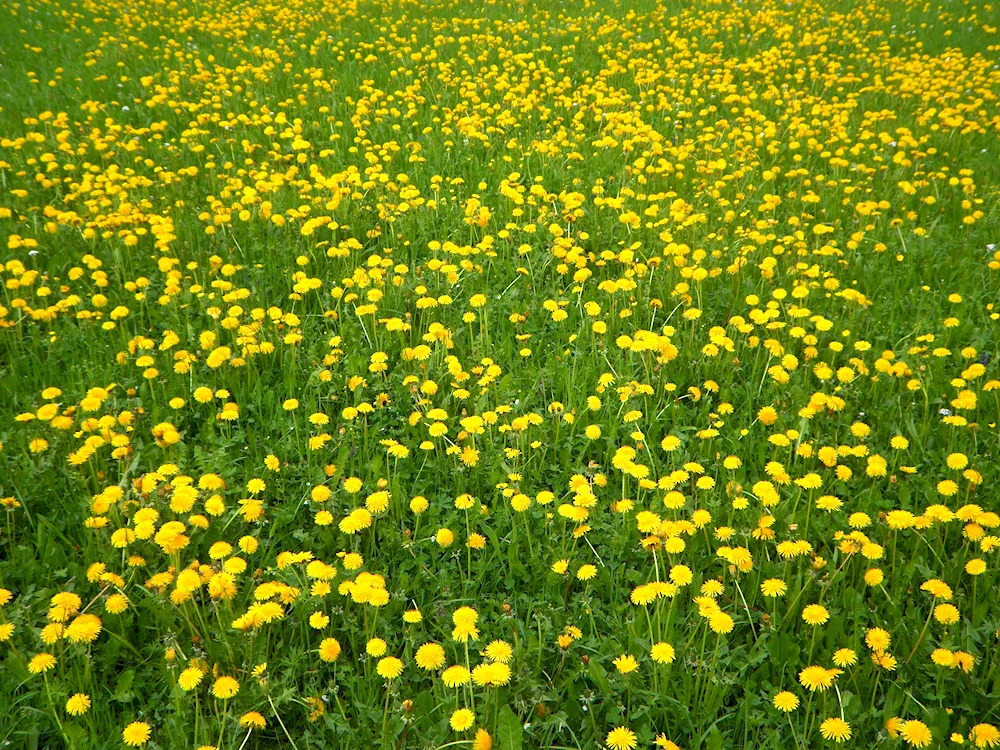 Dandelion field Genshin