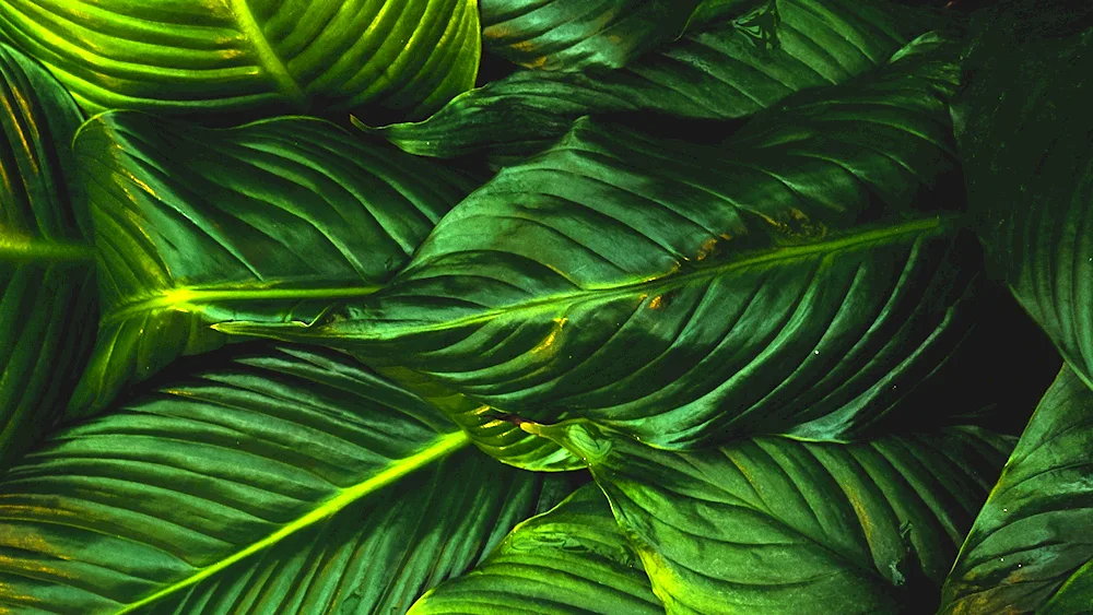 Golden monstera fern