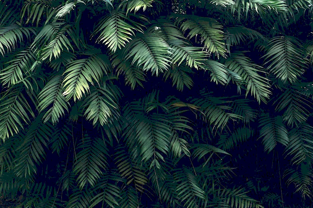 Golden monstera