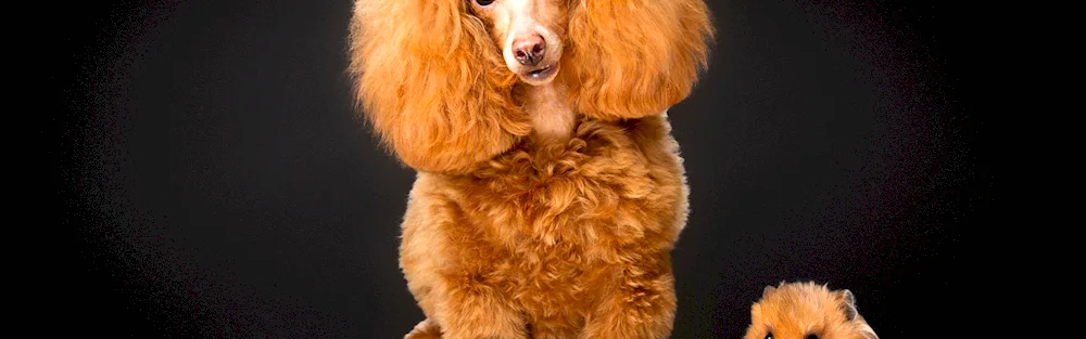 Golden poodle Poodle