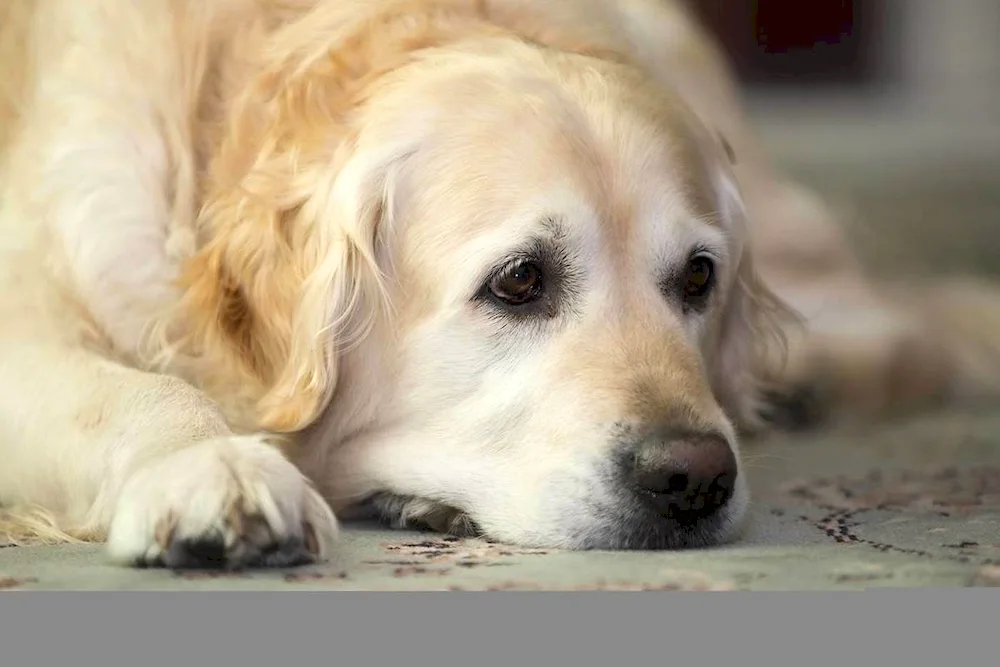 Golden retriever puppy