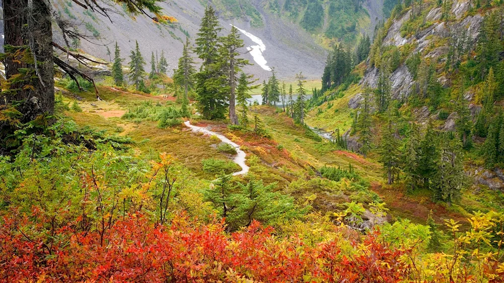 Golden Mountains Altai Mountains Flora