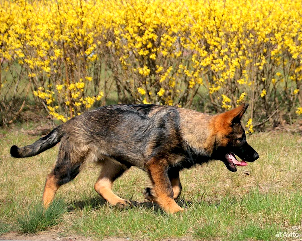 Brown German Shepherd