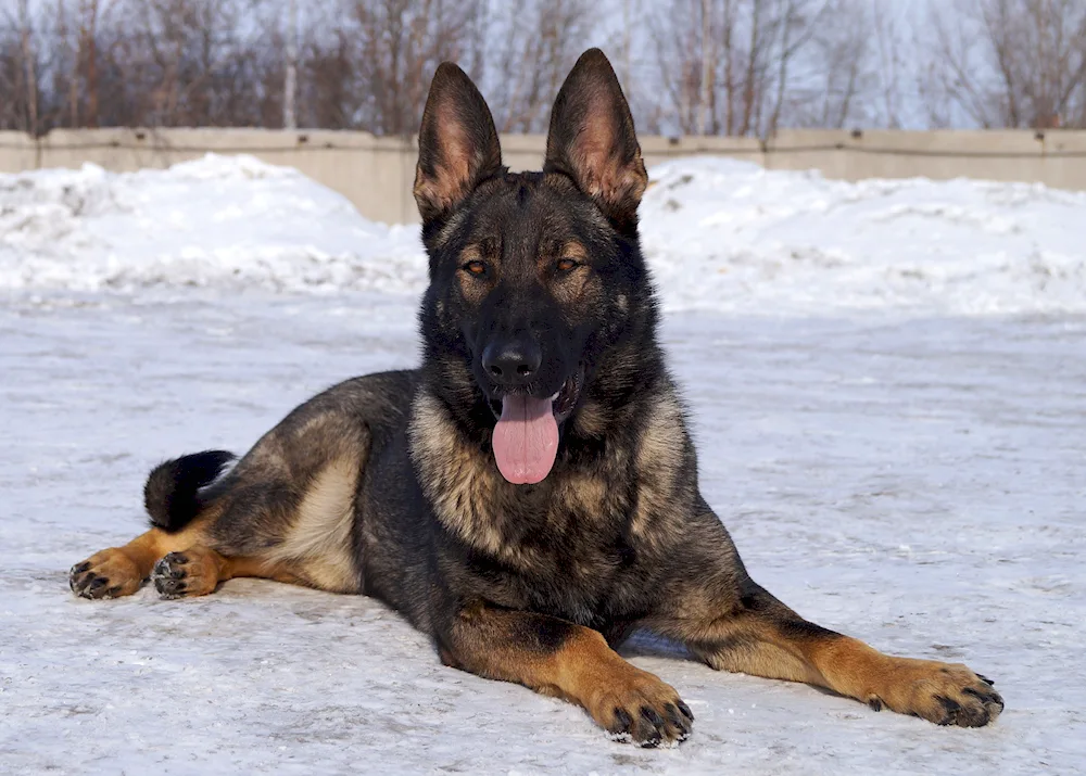 Eastern European Shepherd European Shepherd