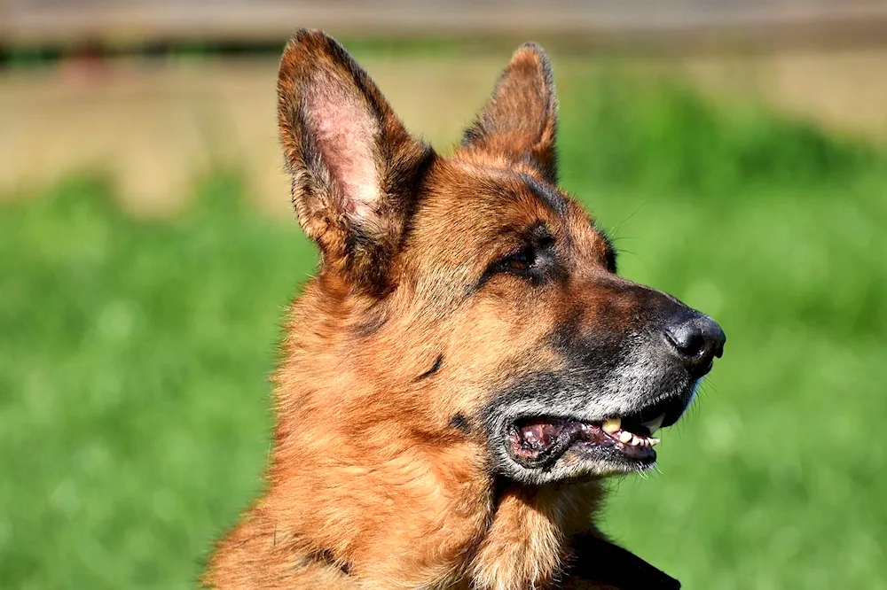 Zonar red German Shepherd