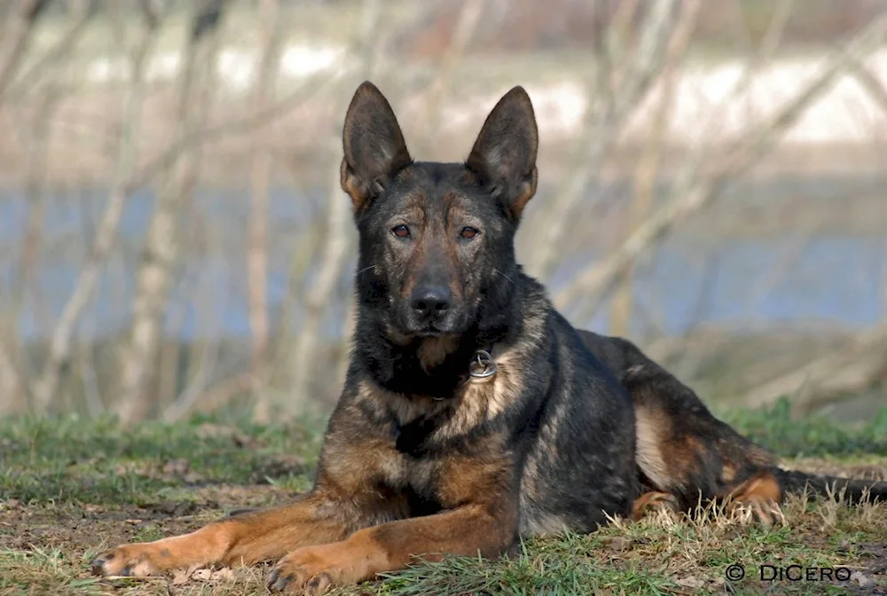 Zonary Eastern European Shepherd Dogs