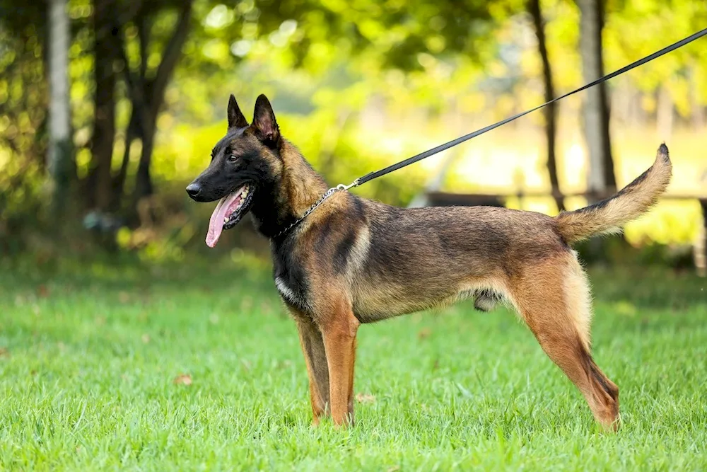 Belgian Shepherd Malinois