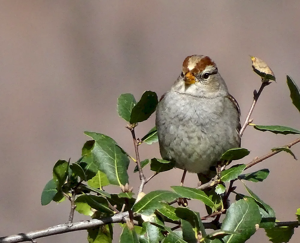 Zonotrichia leucophrysia sparrow