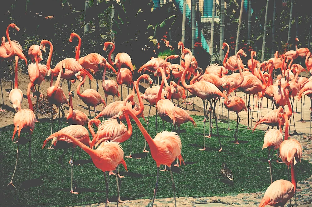 Birds of the Moscow Zoo