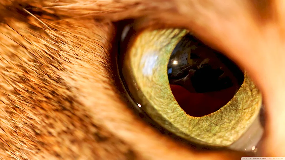 Cat's pupil