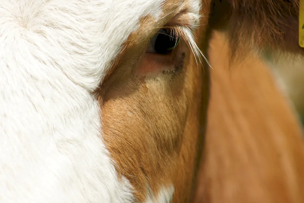 Horse's pupil