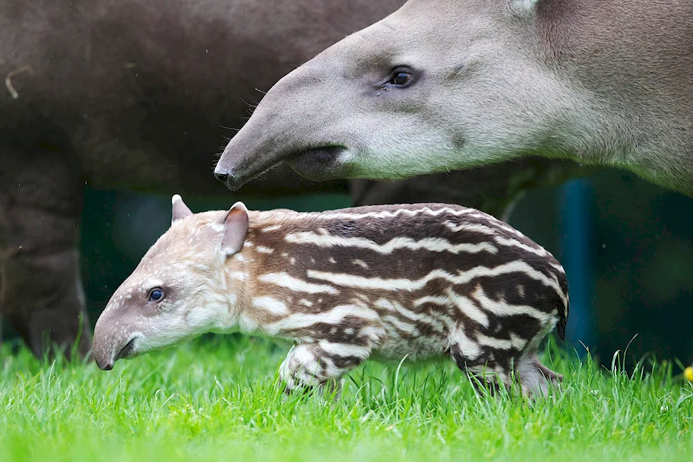 Striped tapir