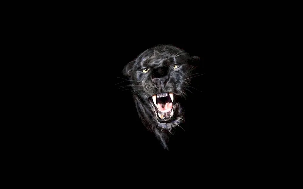 Beasts on a black background