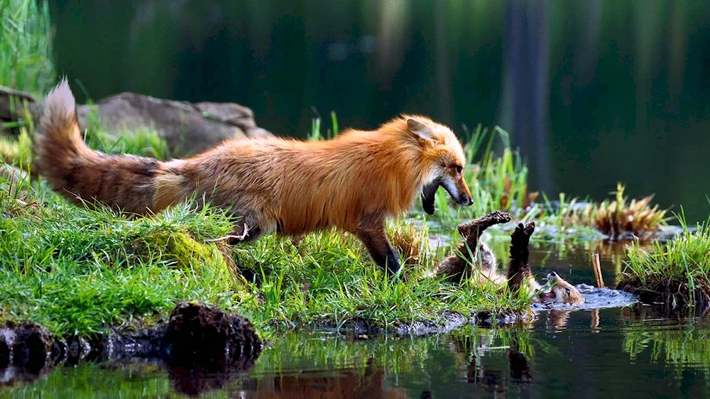 Ussuri reserve Izubr