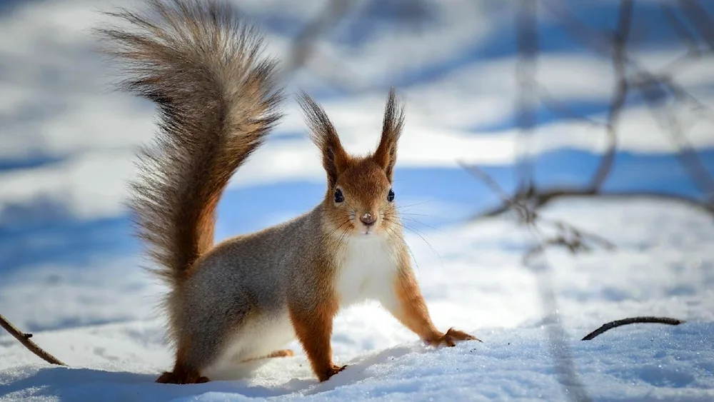 Winter Squirrel animals